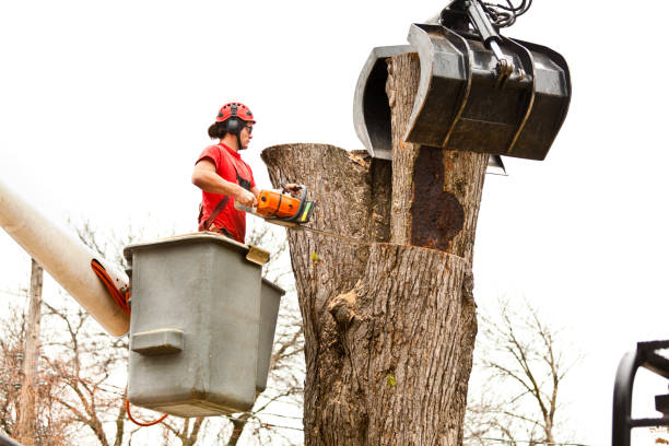 How Our Tree Care Process Works  in  Mountain Home Af, ID